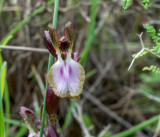 Vermeulenia collina