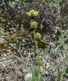 Ophrys fusca ssp. kedra