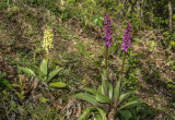 Orchis pallens, Orchis mascula