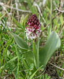 Hybrid, Neotinea tridentata x ustulata