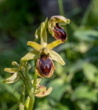 Ophrys sphegodes