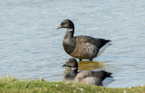 Rotgans, Branta bernicla