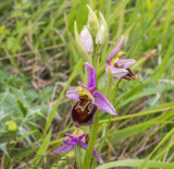 Hybrid Apifera x Fuciflora