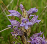 Blauwe bremraap, close