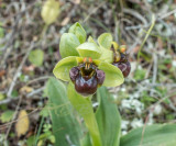 Ophrys bombyliflora, Crete