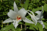 Dendrobium draconis zuivere wilde vorm, 6½ cm across