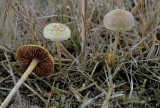 Grasleemhoed, Agrocybe pediades