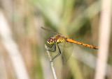 Kempense heidelibel man jong - Sympetrum depressiusculum