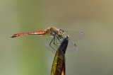 Kempense heidelibel man op kleur - Sympetrum depressiusculum