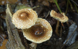 Parasolzwam, kastanjeparasol