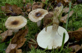 Hygrophorus persoonii, olijfkl. slijmkop
