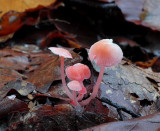Mycena, Adonis Mycena