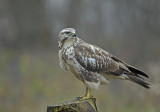 Buizerd