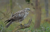 Blonde buizerd