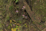 Calanthe cardioglossa