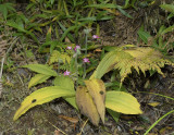 Calanthe cardioglossa, montane bossen 1000-1800 mtr.