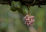 Bulbophyllum Dhaninvatii