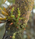 Left Dendrobium compactum, right   Bulbophyllum moniliforme  ( 1600 mtr )