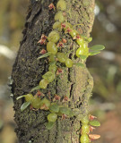 Bulbophyllum moniliforme