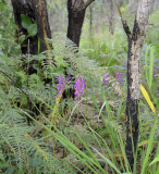 Anthogonium gracile, kunnen 1 mtr hoog worden