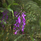 Anthogonium gracile