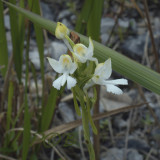 Habenaria dentata