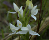 Habenaria malintana