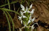 Habenaria malintana