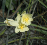 Spathoglottis eburnea