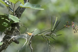 Cleisostoma simondii in Habitat