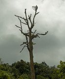 Treegarden