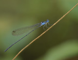Phu rua, Coeliccia sp.