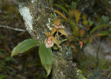 Coelogyne fuscescens v. brunea