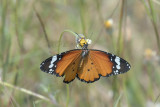 Kleine monarch - plain tiger