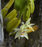 Coelogyne lentiginosa