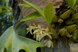 Coelogyne lentiginosa tussen hertshoornvaren