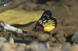 Red-base jezebel, Delias pasithoe