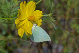 Lemon emigrant