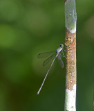 Lestes sp. 2300 mtr.