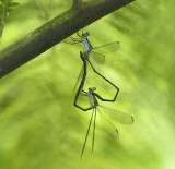 Lestes sp. 2300 mtr.