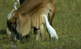 Koereiger