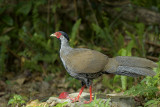 Kay faa, Nepal fazant, 450 mm telefoto