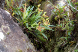 Paphiopedilum vilosum on rock, 1600 mtr.