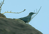 Blauwe rotslijster