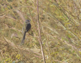 Geelbuik Prinia, vrouwelijk exemplaar