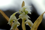 Mini crabspider (2 mm) with pray in flower of Dendrobium compactum