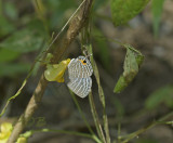 Metallic Cerulean, male