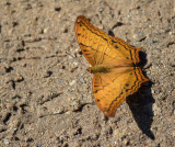 Common cruiser, male