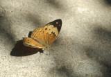 Rustic, Cupha erymanthis