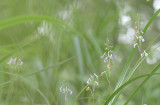 Anthogonium gracile in habitat 1350 mtr.